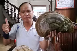 Phát hiện nấm linh chi “khủng” trên cây đa ở Hải Dương