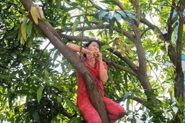 Phản đối chặt cây, hai phụ nữ vắt vẻo trên cây ăn uống