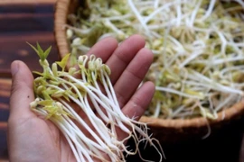 Nhớ 3 mẹo này, ra chợ chỉ cần nhìn qua sẽ biết đâu là giá đỗ sạch tốt cho sức khỏe, đâu "ngậm" hóa chất