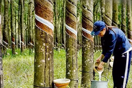 Hóa chất Thảo Thành trúng 4/6 gói mua sắm vật tư của Cao su Dầu Tiếng