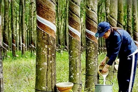 Hóa chất Thảo Thành trúng 4/6 gói mua sắm vật tư của Cao su Dầu Tiếng