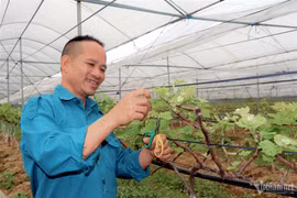 Tỷ phú nông dân bắt bãi đất hoang 'đẻ' tiền tỷ