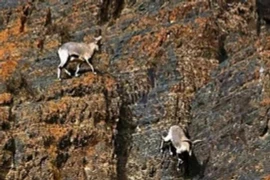 Dê xanh trên cao nguyên Tây Tạng: Chạy nhảy thành thần trên vách đá