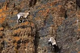 Dê xanh trên cao nguyên Tây Tạng: Chạy nhảy thành thần trên vách đá