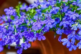 Cây cảnh chữa lành, nở ngàn hoa xanh da trời lung linh, huyền ảo