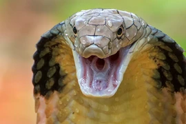 Hoảng hồn phát hiện 'quái thú' rình mò ngoài cửa