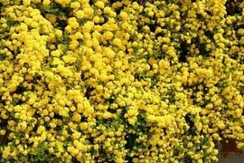 9 cây cảnh giữ nhà, chiêu lộc, nở hoa đẹp như mơ