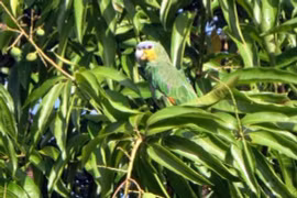 Tại sao rừng nhiệt đới Amazon lại có nhiều loại cây ăn được? 