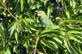 Tại sao rừng nhiệt đới Amazon lại có nhiều loại cây ăn được? 