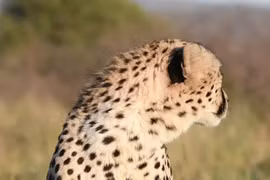 Loài báo săn khổng lồ nhất thế giới từng hiện diện trên Trái Đất