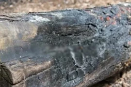 Kỳ lạ khúc gỗ đen xì lại có giá hơn cả 'ngàn lượng vàng'