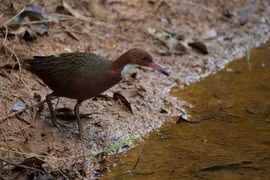 Loài chim tuyệt chủng 136.000 năm, bất ngờ hồi sinh kỳ diệu 
