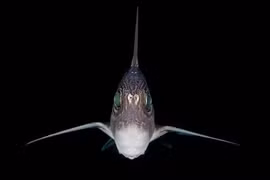 Sinh vật bí ẩn nhất quả đất, có tên đầy 'ma mị'