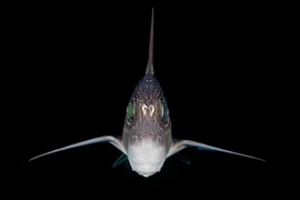 Sinh vật bí ẩn nhất quả đất, có tên đầy 'ma mị'