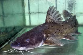 Loài cá dữ chứa độc tố nhưng vẫn được săn lùng ráo riết vì...