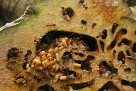 Loài thực vật cộng sinh với kiến, có tên trong Sách Đỏ Việt Nam