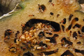 Loài thực vật cộng sinh với kiến, có tên trong Sách Đỏ Việt Nam