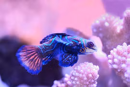 Top 7 loài động vật sặc sỡ nhất hành tinh, ngỡ ngàng số 4