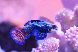 Top 7 loài động vật sặc sỡ nhất hành tinh, ngỡ ngàng số 4