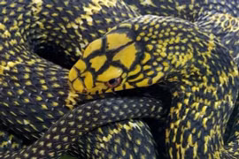 Bí ẩn loài rắn không độc nhưng vẫn được mệnh danh là 'Vua rắn'