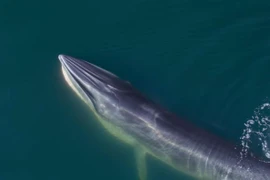 Loài cá lười biếng, há miệng đợi con mồi tự nhảy vào mồm