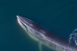 Loài cá lười biếng, há miệng đợi con mồi tự nhảy vào mồm