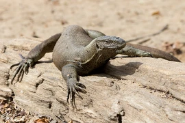  Một hòn đảo ở Việt Nam sở hữu nhiều động vật quý hiếm