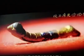 Đi câu cá vớt được 'báu vật', choáng váng khi biết giá trị thực