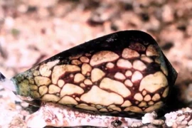 Đây là các loài động vật có nọc độc nhất thế giới 