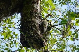 Kinh ngạc cây cổ thụ 500 năm tuổi ở Việt Nam ra hoa kỳ lạ