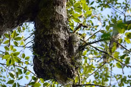 Kinh ngạc cây cổ thụ 500 năm tuổi ở Việt Nam ra hoa kỳ lạ