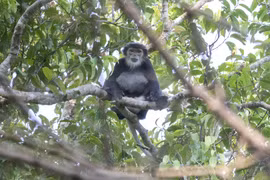 Chà vá chân đen được phát hiện ở Bình Thuận: Loài trong Sách đỏ