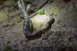 'Quái thú' nuốt gà ăn mèo, cả làng náo loạn suốt đêm 