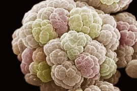 Sinh vật được xác định là tổ tiên chung cuối cùng của vũ trụ