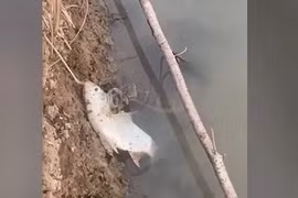 Đang đi bộ, sốc nặng thấy 'quái thú' săn mồi cực độc