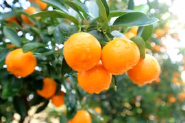 Những lợi ích tuyệt vời của quả quất chưng ngày Tết