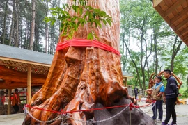 Cây gỗ quý từng bị sét đánh, trả hơn 870 tỷ cũng không bán