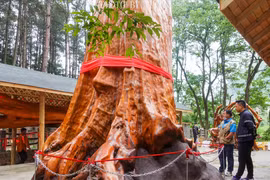 Cây gỗ quý từng bị sét đánh, trả hơn 870 tỷ cũng không bán