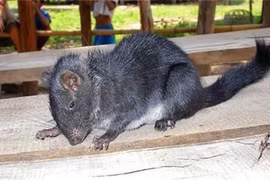 Loài vật tuyệt chủng 11 triệu năm bỗng xuất hiện ở Việt Nam