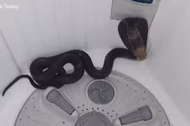 Thất kinh 'quái thú' lẩn trong máy giặt 'dọa' chủ nhà