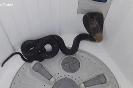 Thất kinh 'quái thú' lẩn trong máy giặt 'dọa' chủ nhà