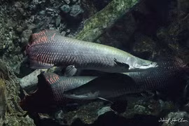  Kinh ngạc phát hiện 'thuỷ quái' dài gần 2m trong ao chùa