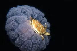 Loạt ảnh hiếm - độc - lạ về thế giới nên xem một lần trong đời