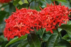 4 loại cây thịnh vượng cùng nở hoa, gia đình giàu khó đỡ