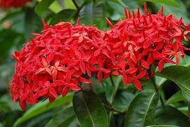 4 loại cây thịnh vượng cùng nở hoa, gia đình giàu khó đỡ