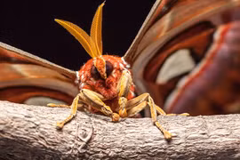 Đẹp lịm tim loài bướm khổng lồ có tên trong Sách đỏ Việt Nam