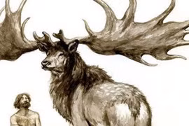 Tiếc hùi hụi top động vật “quý như vàng” bỗng dưng tuyệt chủng 