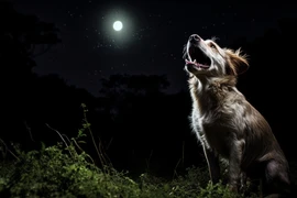 Giải mã bí ẩn: Loài chó thực sự nhìn thấy những thứ 'siêu nhiên'?