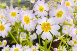 Loài hoa quý hiếm tái xuất sau hơn 100 năm tuyệt chủng