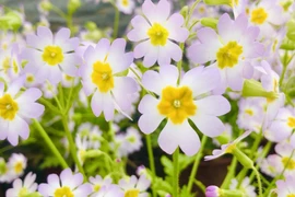 Loài hoa quý hiếm tái xuất sau hơn 100 năm tuyệt chủng